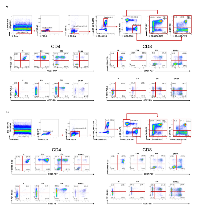  Dot plots showing the sequential gating strategy for T-cell analysis 