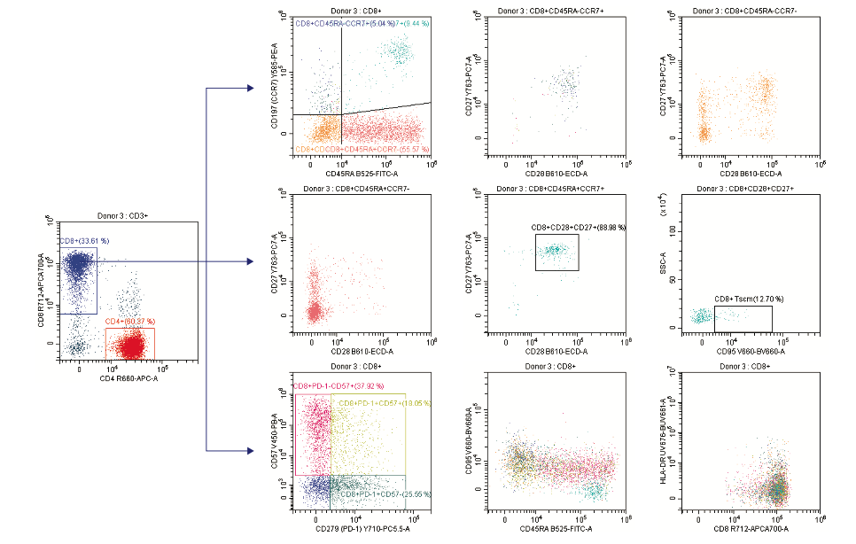 CD8 T Cell Subset Analysis