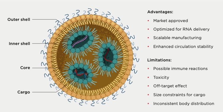 General structure of a lipid nanoparticle