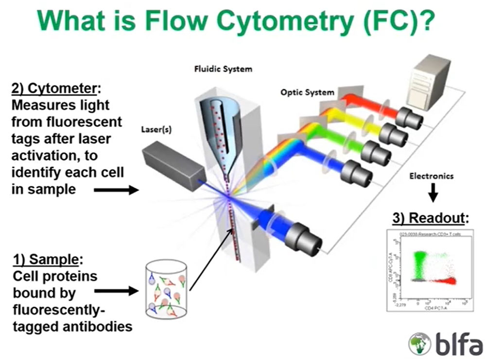 What is Flow Cytometry