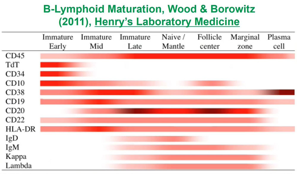 B-Lymphoid Maturation