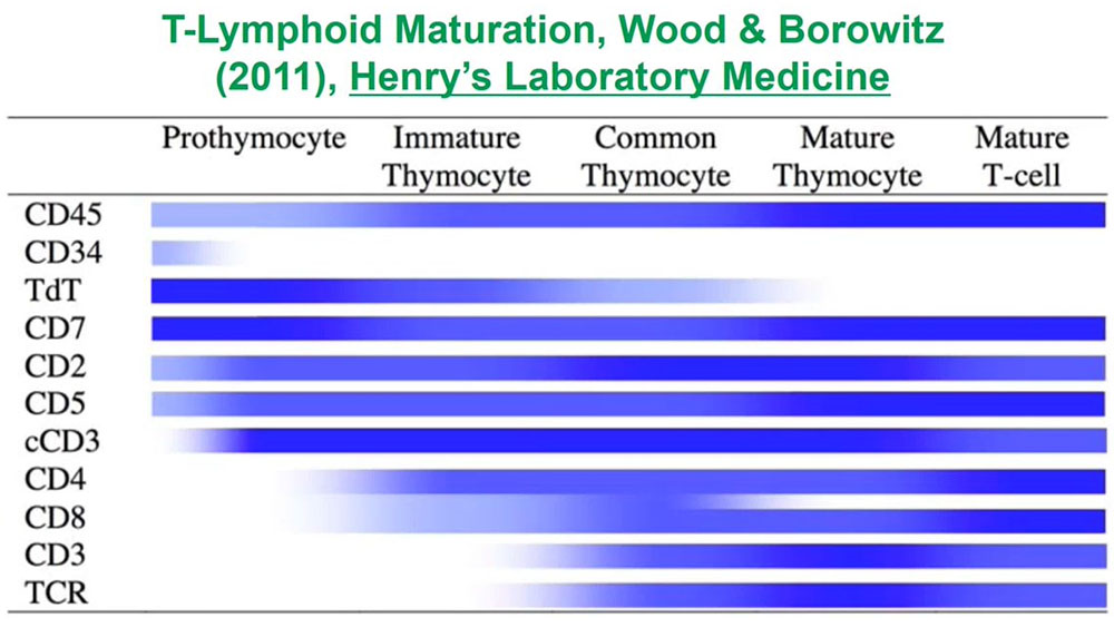 T-Lymphoid Maturation