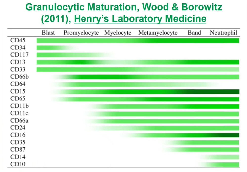 Granulocytic Maturation