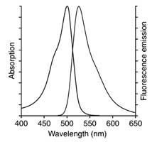 AO staining of leukocytes fluorescence emission