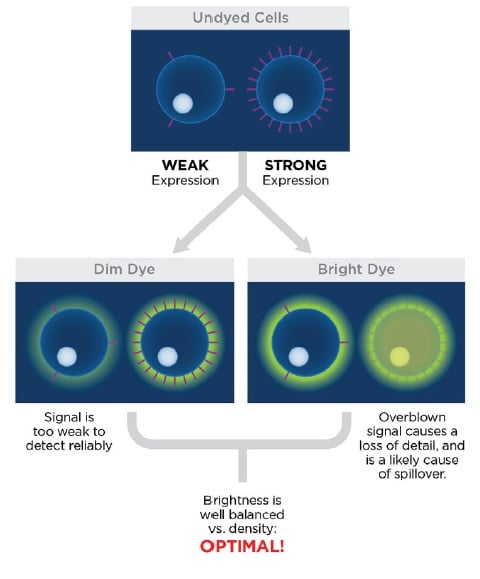 Fluorochrome Chart Flow Cytometry