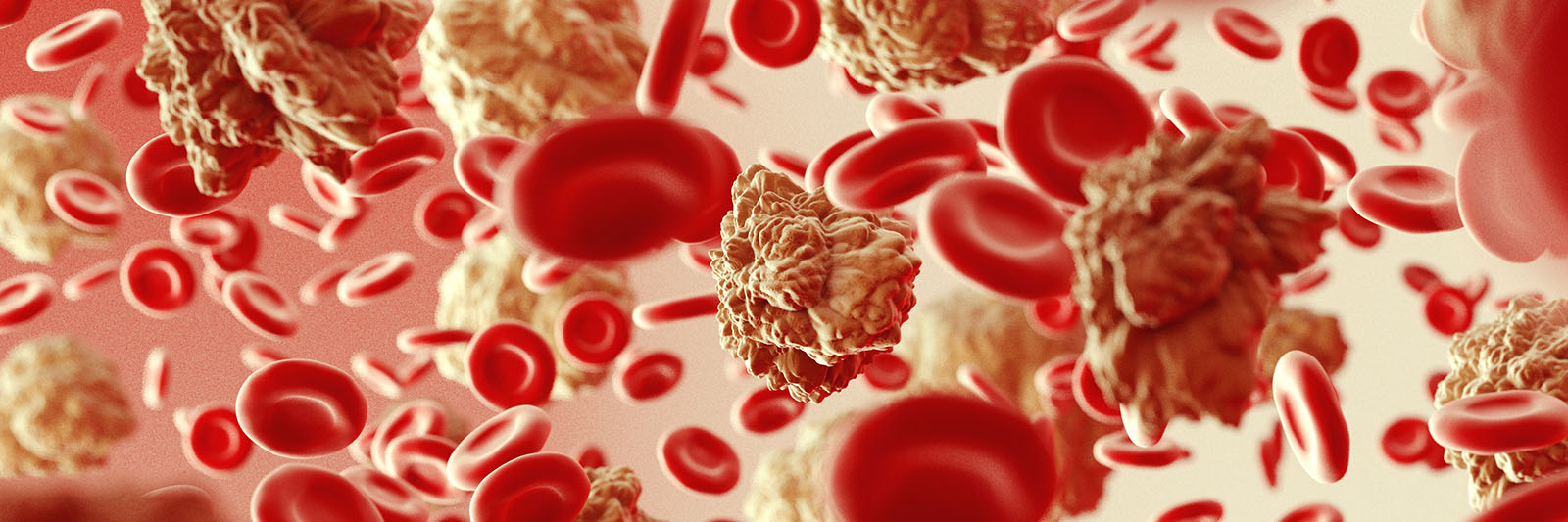 Red and white blood cells