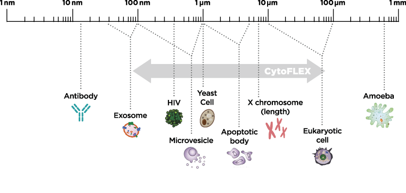 Cytoflex Fluorochrome Chart