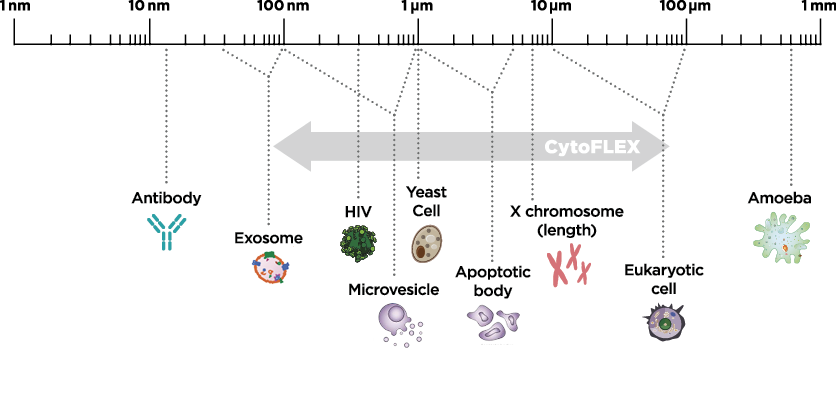 Cytoflex diagram particle sizes