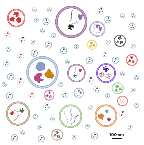 Deciphering the Heterogeneity of Extracellular Vesicles Cell Composition