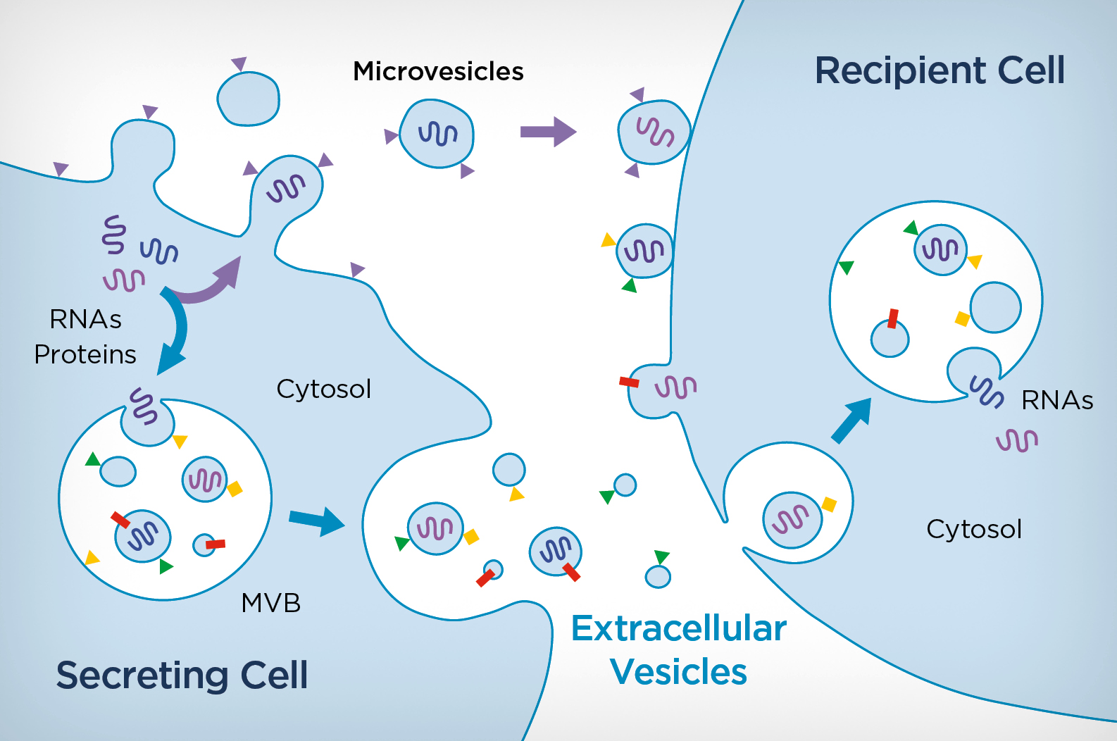 Biogenesis of vesicles