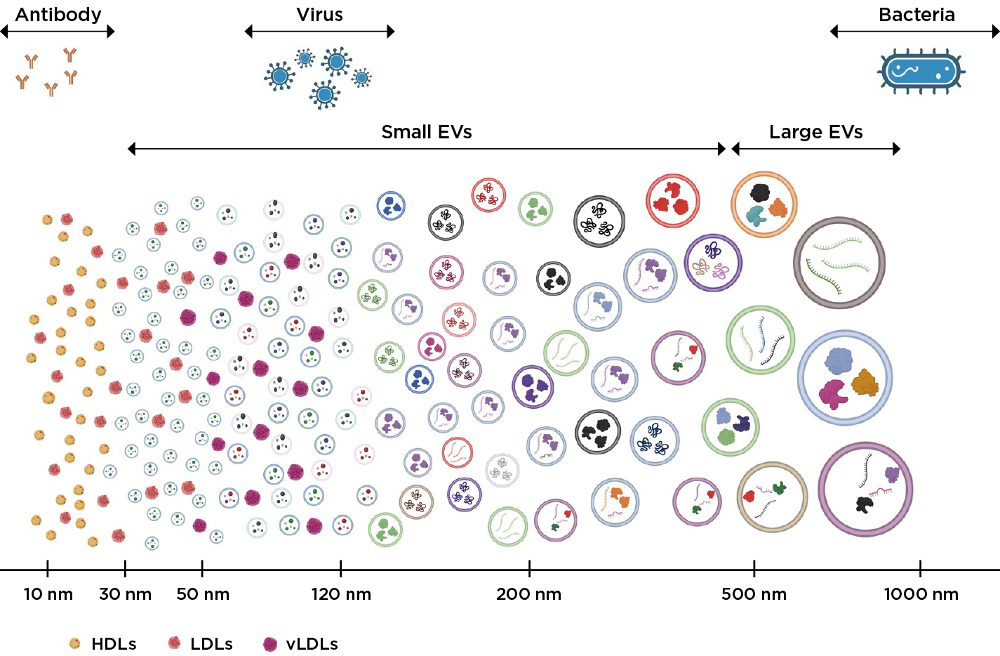 EV size and heterogeneity