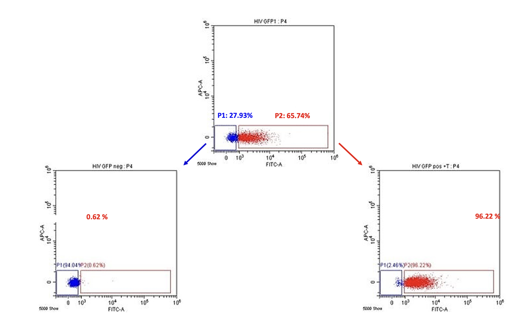 CytoFLEX SRT Sorting GFP+ and GFP-