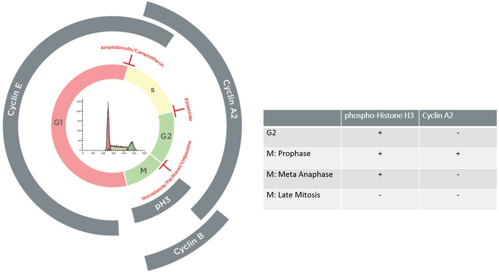 Cell cycle analysis by flow cytometry using DNA content and checkpoint markers