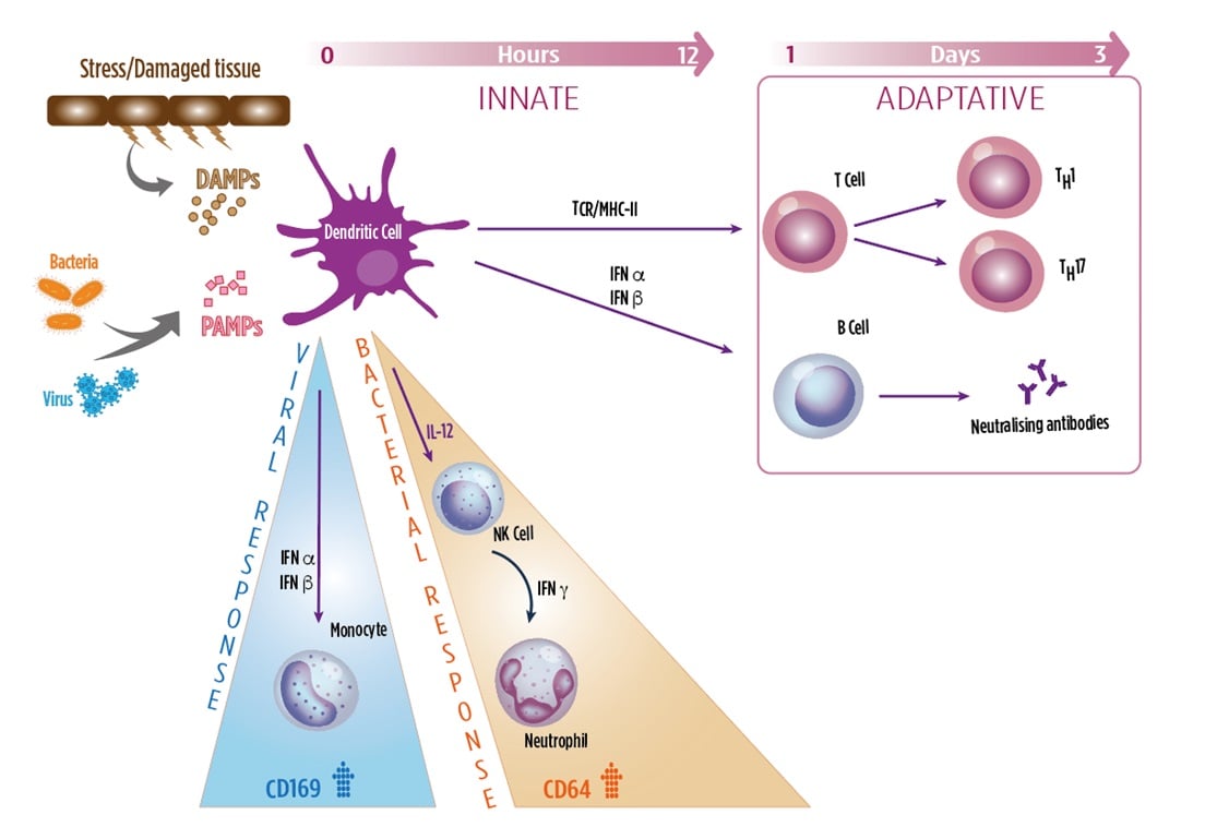 Diagram showing the innate versus the adaptive immune response