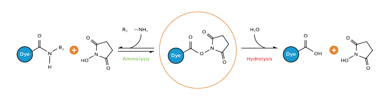 Dye chemistry reactive amine reactions