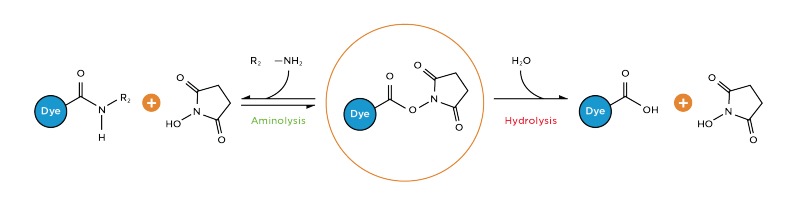 Dye chemistry reactive amine reactions