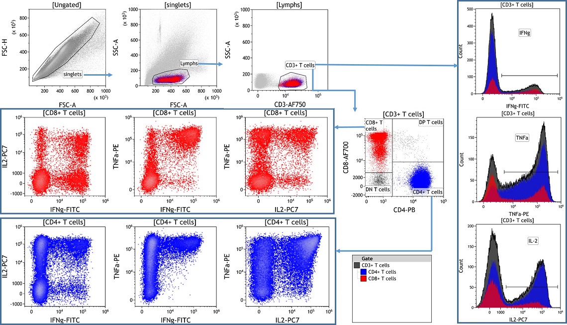 Analysis of activated T cells in human blood using DURAClone IF T Activation kit
