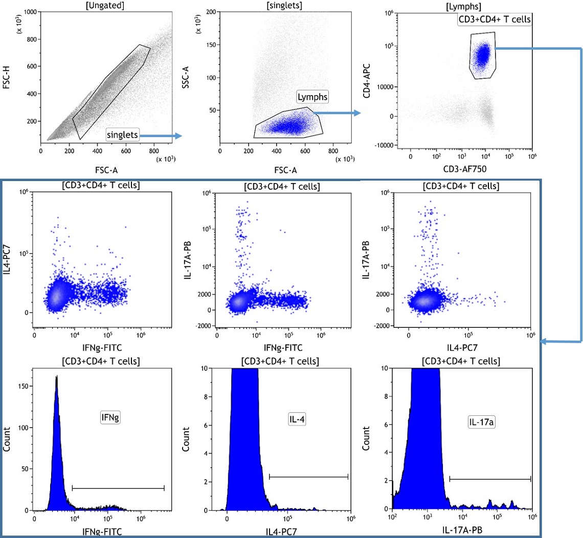 Analysis of T Helper cell populations in stimulated human blood using DURActive 1 (PMA, Ionomycin, Befeldin A) and DURAClone IF T Helper kit