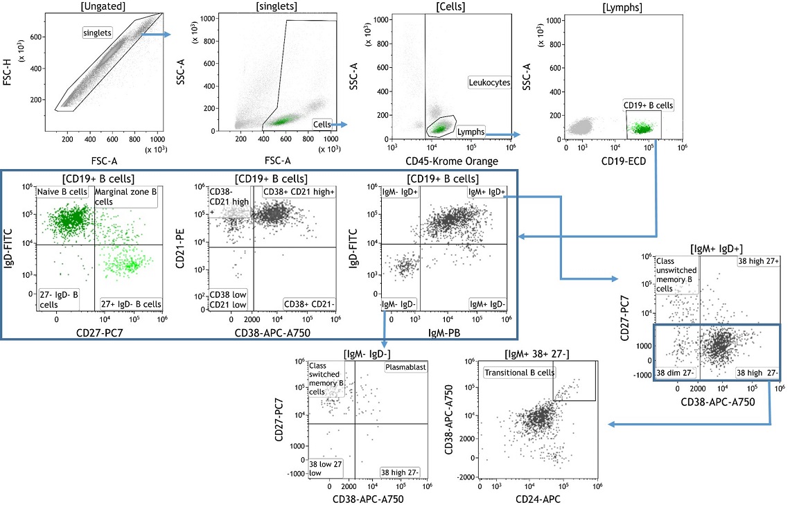 Identification of B Lymphocyte Subpopulations Present in Peripheral Blood Mononuclear Cells
