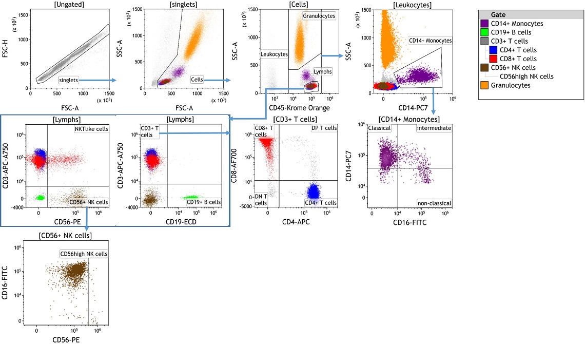 DURAClone IM Phenotyping Basic Antibody Panel data acquired with the CytoFLEX flow cytometer