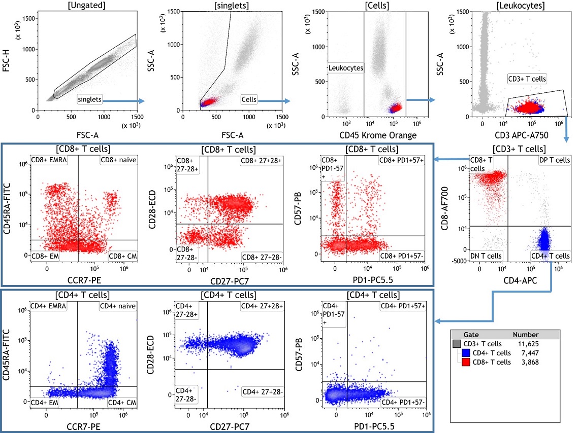 Analysis of Expression of T Cell Differentiation Markers using flow cytometry an the DURAClone IM T Cell Subsets kit