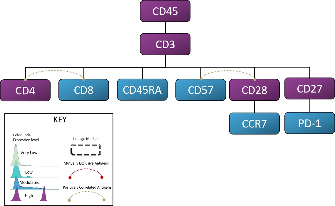 DURAClone IM T cell subsets antibody panel design principles