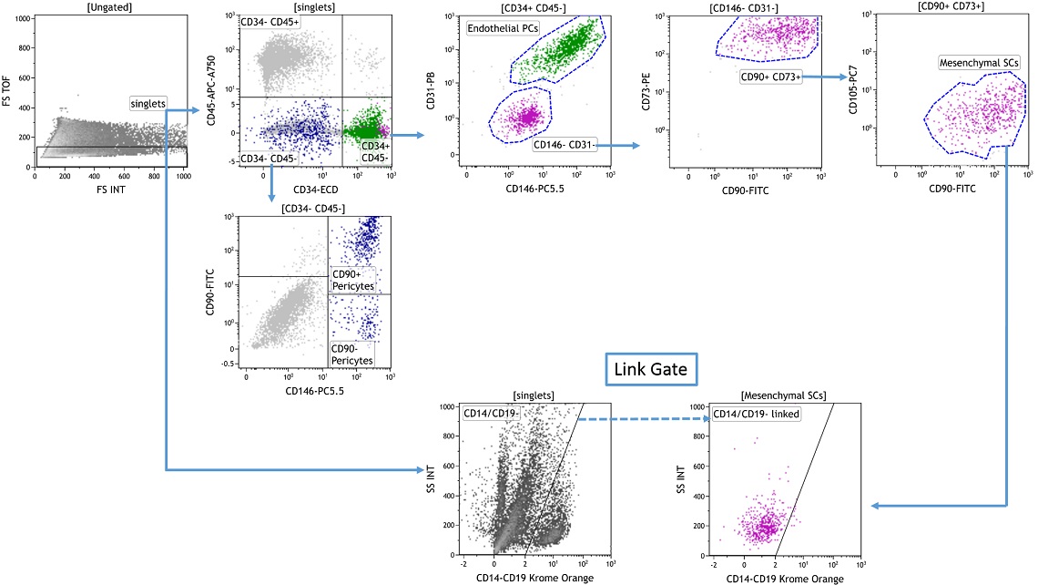 Identification of Mesenchymal Stem Cells in Fat Tissue using DURAClone SC Mesenchymal kit