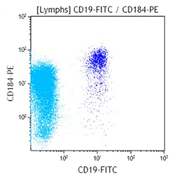 Антитела CD184-PE для проточной цитометрии