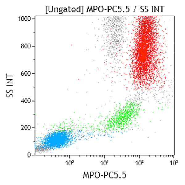 ミエロペルオキシターゼ抗体 (Myeloperoxidase：MPO)