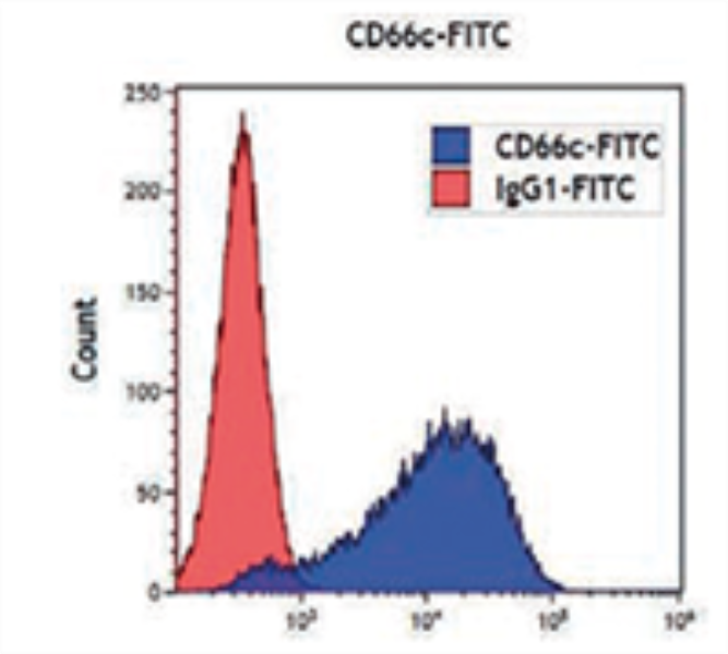 CD66c-FITC Antibodies for Flow Cytometry