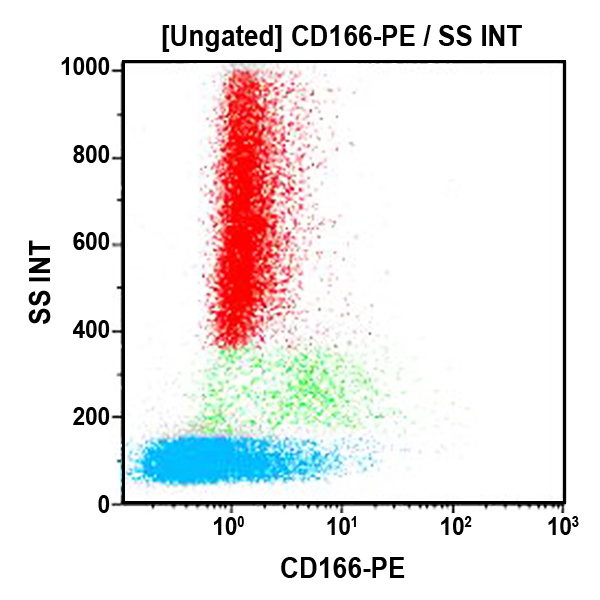 Антитела CD166-PE для проточной цитометрии