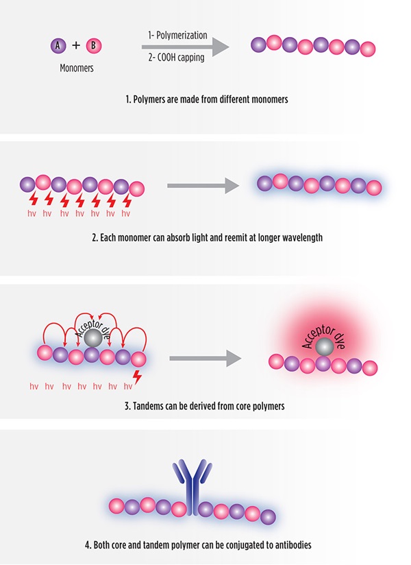 SuperNova fluorescent tandem polymer dye technology