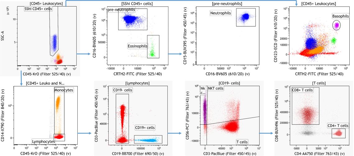 Knowledge-driven identification of major leukocyte subsets