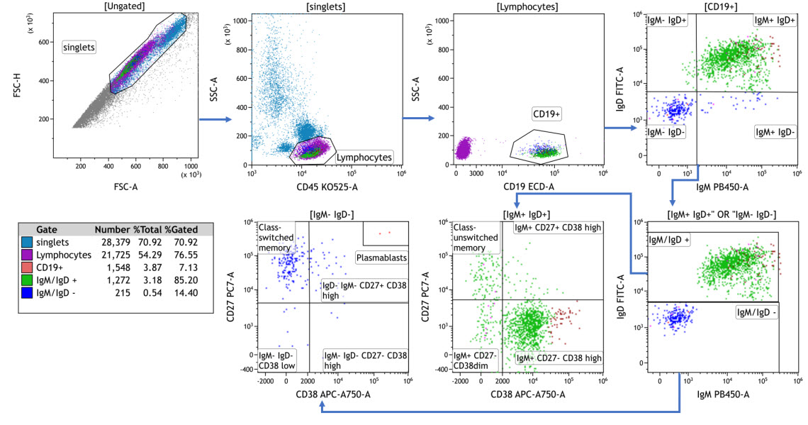 Sequential gating of selected B-cell subsets using Kaluza hierarchical gating