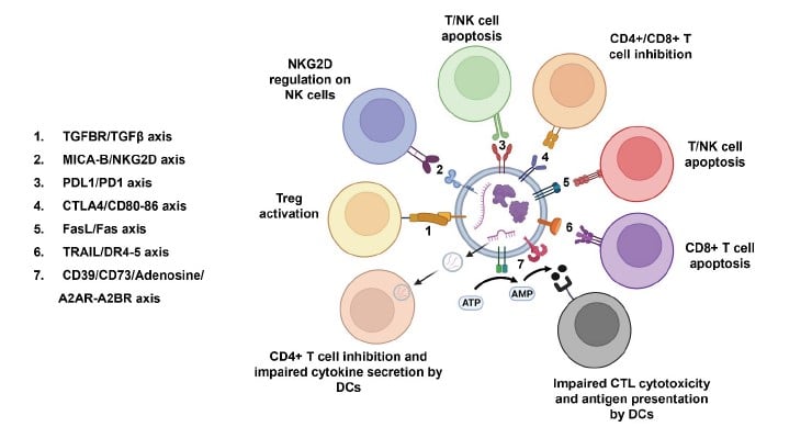 Regulatory Functions of EVs