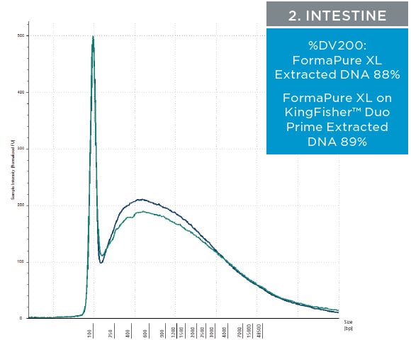 2. Intestine - Figure 3. Representative electropherograms of DNA isolated using FormaPure XL Total manually (green traces) and using the KingFisher™ Duo Prime (blue traces) from breast, intestine and lung FFPE samples are shown.