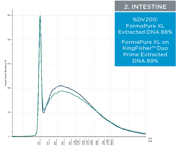 2. Intestine - Figure 3. Representative electropherograms of DNA isolated using FormaPure XL Total manually (green traces) and using the KingFisher™ Duo Prime (blue traces) from breast, intestine and lung FFPE samples are shown.