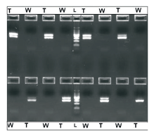 Figure 3. Electrophoretic separation on 2% agarose of amplified human genomic DNA (24 ng per 2 5μL reaction) using β-actin primer pairs and ready-to-use PCR master mix. 20 μL of the reaction volume was loaded onto the gel. The results show no presence of the β-actin amplicons (285bp) in any negative control containing no gDNA template (W), versus robust amplification in adjoining plate wells that contained the human gDNA template (T). The middle lane (L) is a 100bp DNA Ladder.