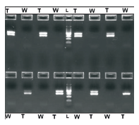 Figure 7. Cross-Contamination Results (25 μL/reaction): Human genomic DNA (24 ng/reaction), β-actin primer pairs and ready-to-use PCR master mix (Promega) were used for automated PCR cross-contamination tests. The test was conducted by amplifying gDNA template (T) and Water (W) in alternating wells. The absence of β-actin amplicons (285 bp) in negative wells indicates an absence of cross contamination. The middle lane is 100 bp DNA Ladder (L) (Promega).