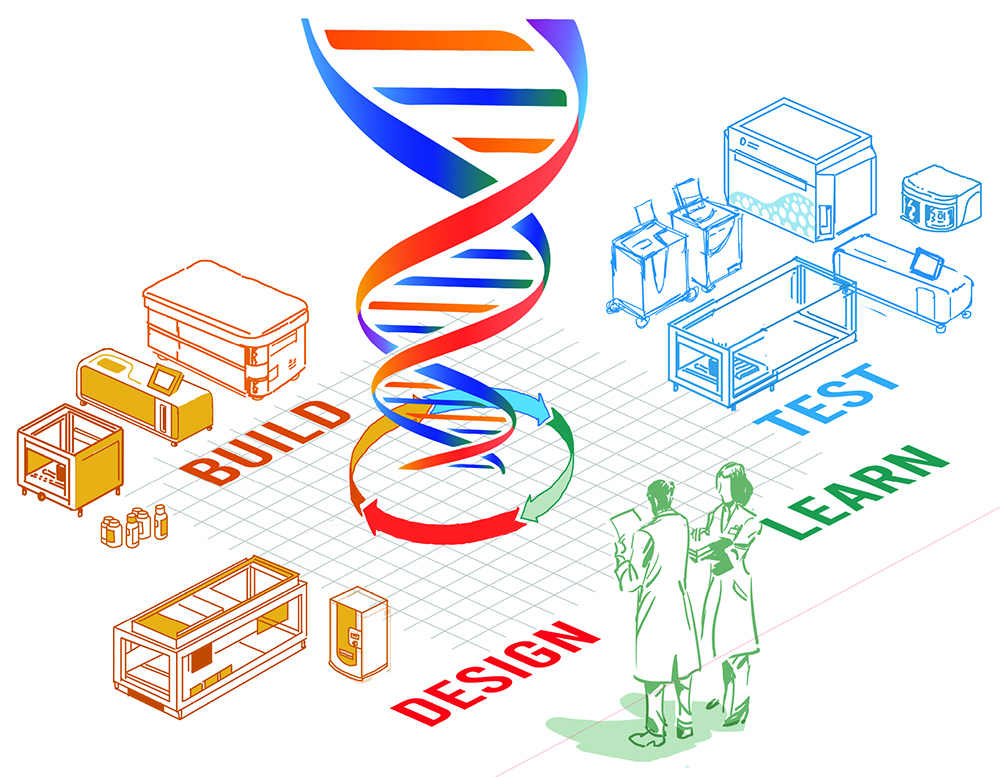 Design-Build-Test-Learn Cycle Visualisation