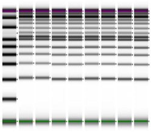 Genomics EMnetik PCR Performance Figure 2