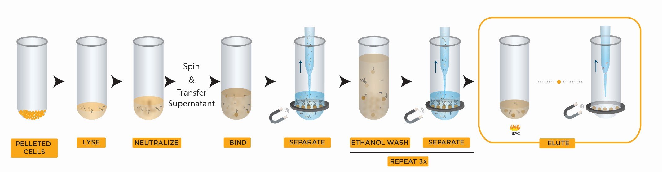 CosMCPrep, Purification De L’ADN Plasmidique