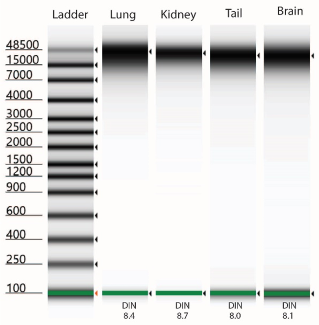 Genomics DNAdvance from Tissue Types