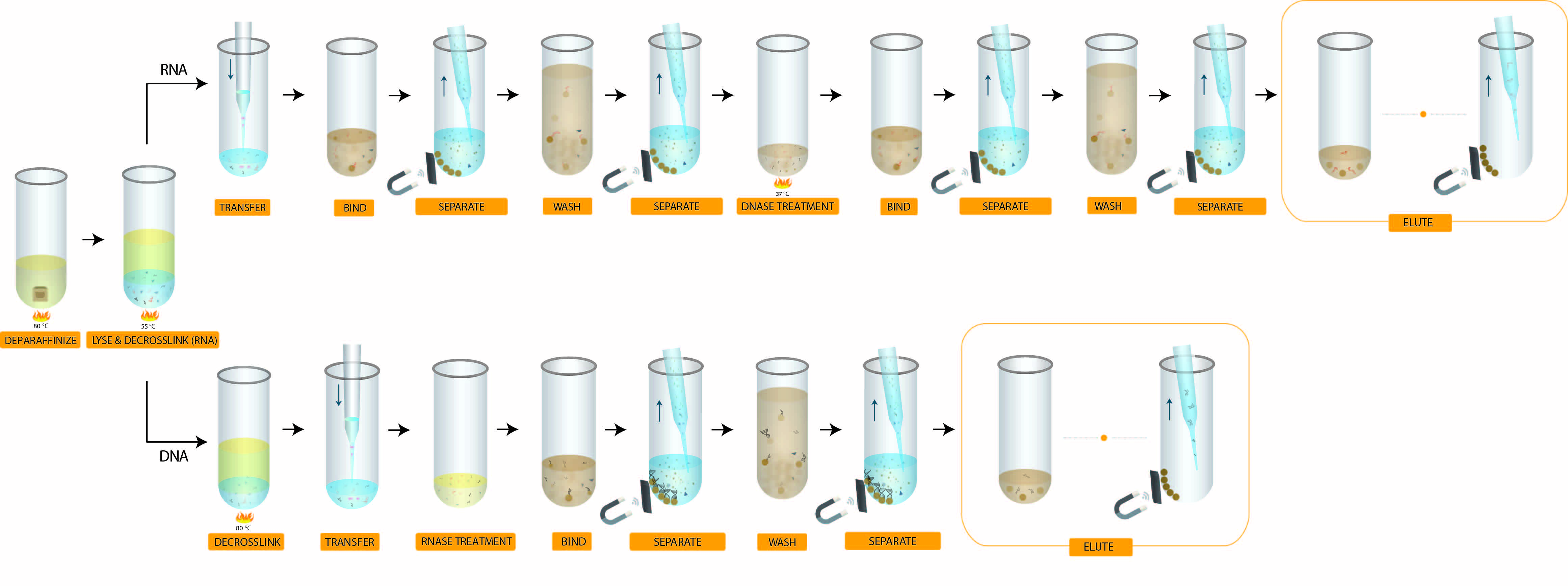 Genomics FormaPure Total XL Workflow