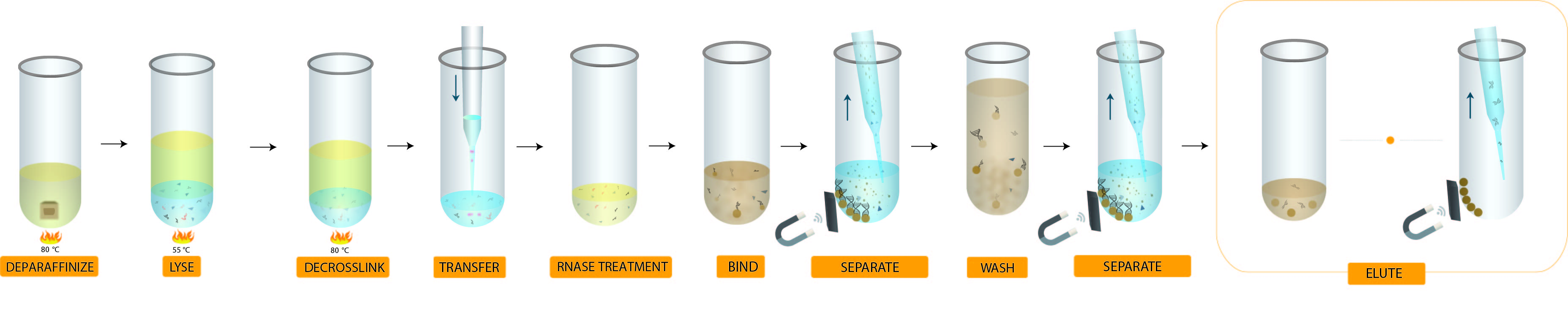 Genomics FormaPure XL DNA Workflow