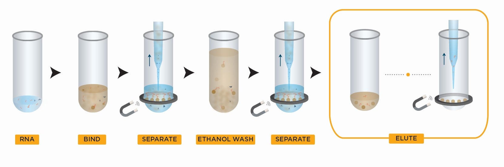 Genomics RNAClean XP Workflow