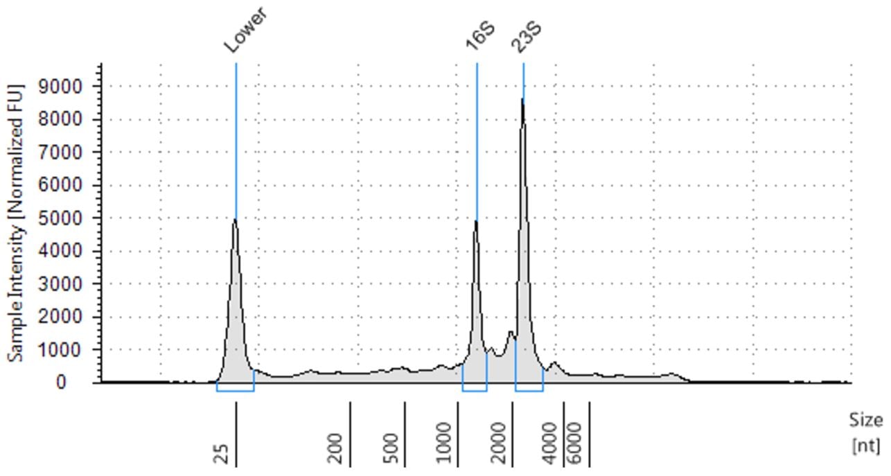 Genomics PoP RNA Isolation from Bacteria Figure 2