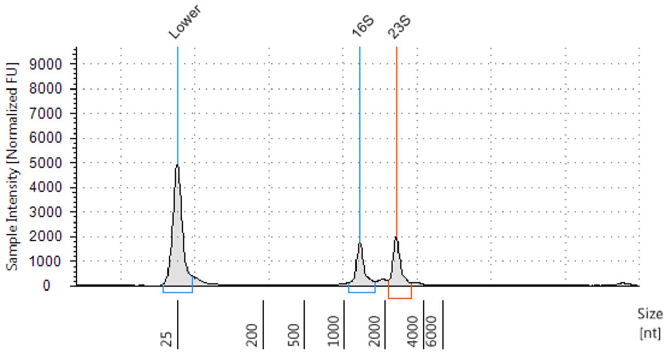 Genomics PoP RNA Isolation from Bacteria Figure 3