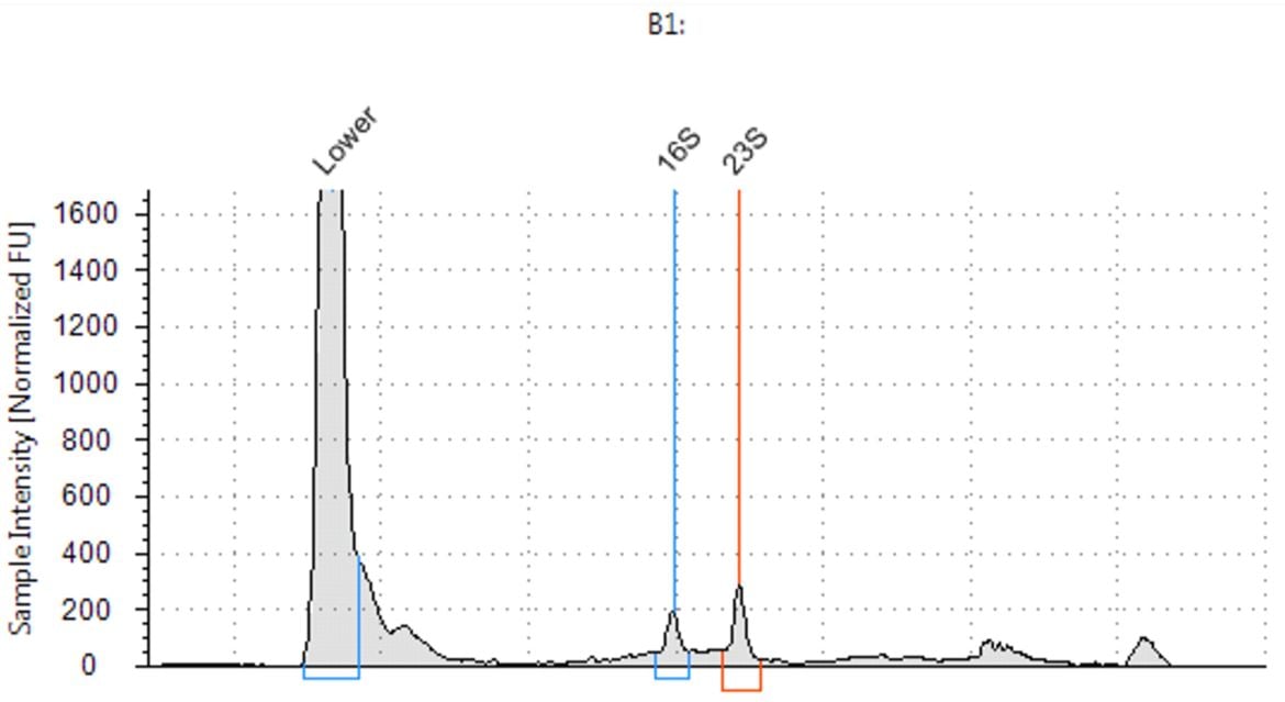 Genomics PoP RNA Isolation from Bacteria Figure 4