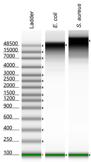 Figure 2 E